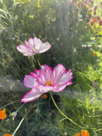 Two Cosmos Fizzy Rose flowers from Bishy Barnabees Cottage Garden bloom in a sunlit garden, their pink and white petals highlighted by lush greenery and soft sunlight, creating a dreamy atmosphere.