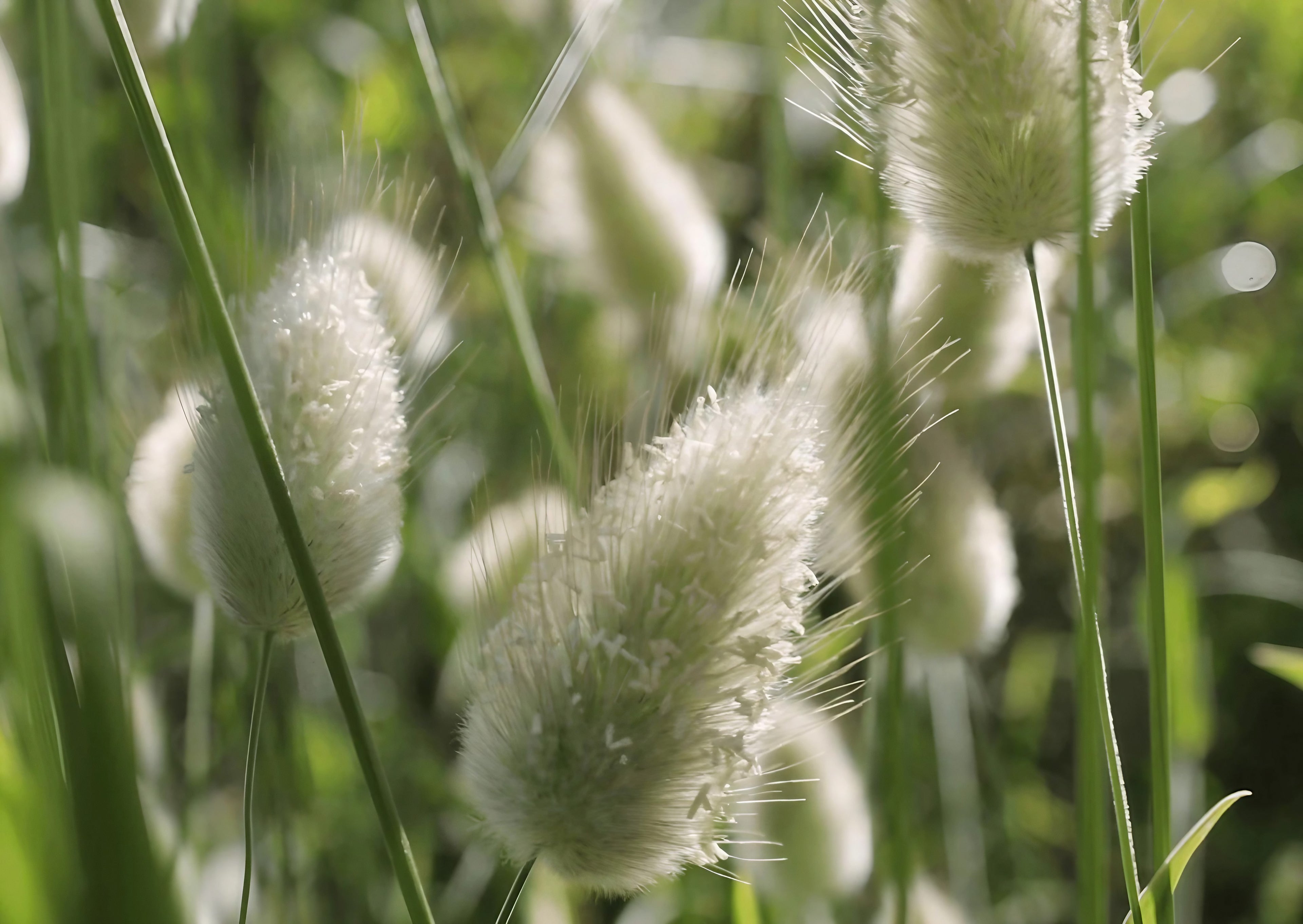 Detailed image of Lagurus Ovatus with its characteristic white fluffy blooms