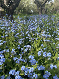 A dense patch of Forget-me-not Blue by Bishy Barnabees Cottage Garden grows under leafing trees in a sunlit garden, with green grass and more trees visible in the softly blurred background.