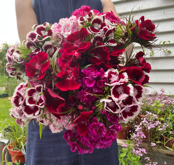 A person in a blue dress holds a large bouquet of Bishy Barnabees Cottage Garden’s Sweet William Indian Carpet Mixed flowers in shades of red, pink, and white, standing outdoors near potted plants and fragrant path edging.