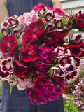 Sweet William Indian Carpet Mixed
