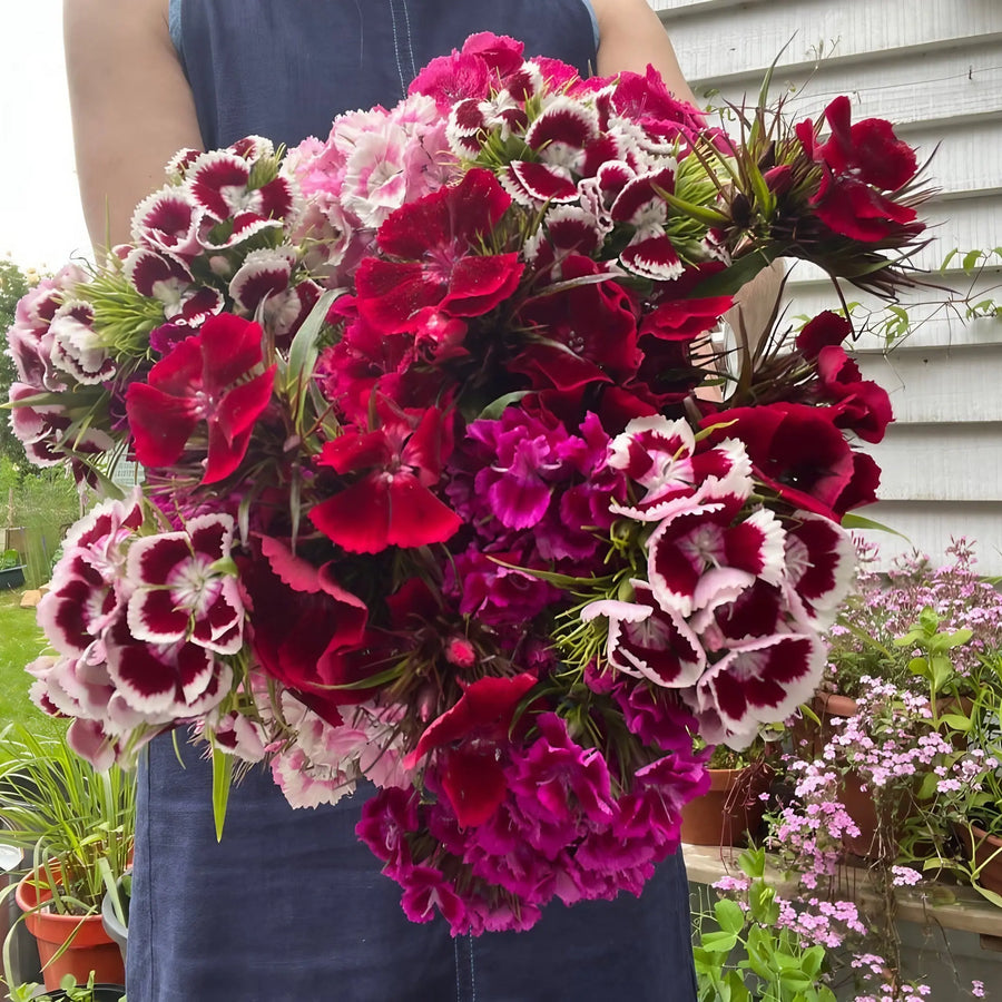 Sweet William Indian Carpet
