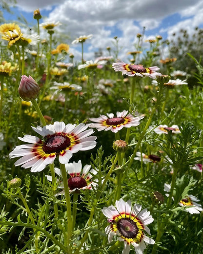 White and yellow Chrysanthemum Painted Daisies against a clear blue sky