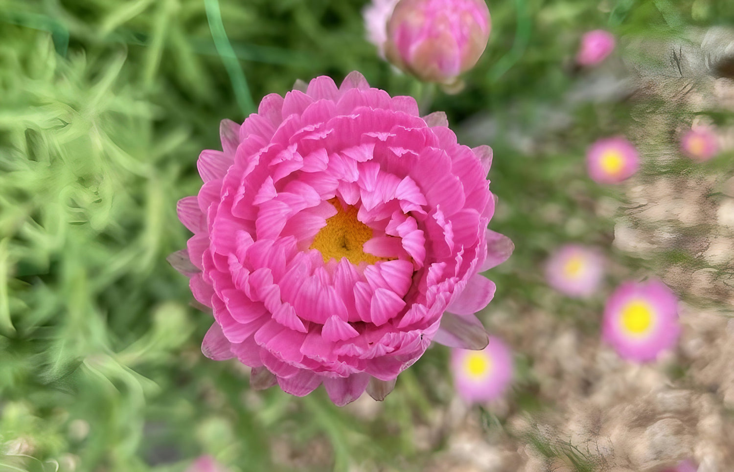 Close-up of a pink Strawflower Acroclinium Grandiflorum with a golden center surrounded by garden greenery