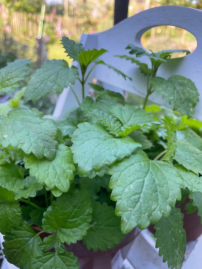 Lemon balm plant with vibrant green, aromatic leaves in a pot, showcasing its bushy growth and refreshing appearance.