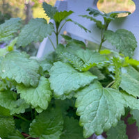 A close-up of Bishy Barnabees Cottage Garden’s Lemon Balm in a pot, showing its serrated green leaves—ideal for herbal tea and attracting honeybees, making it a great garden addition on any sunny white shelf.