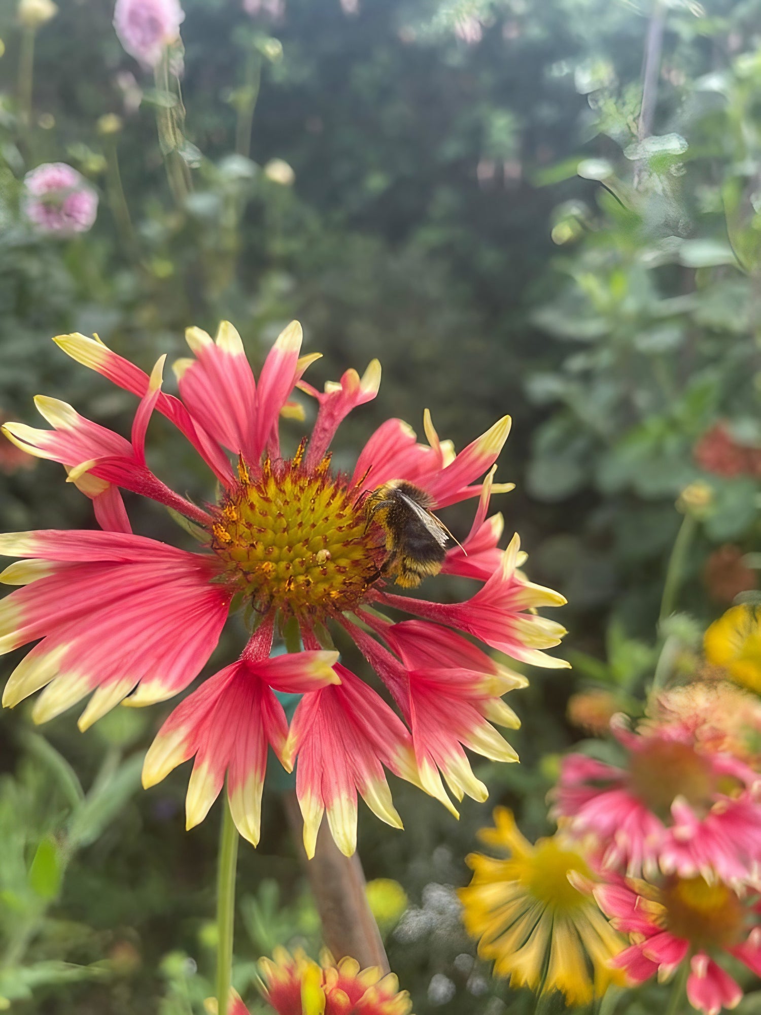 Close-up of Gaillardia Aristata Bicolour Goblin flower with bee, showcasing vibrant red and yellow petals.