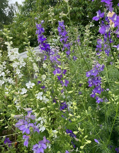 Larkspur Giant Imperial Mix plant with a mix of purple and white blooms in a garden setting