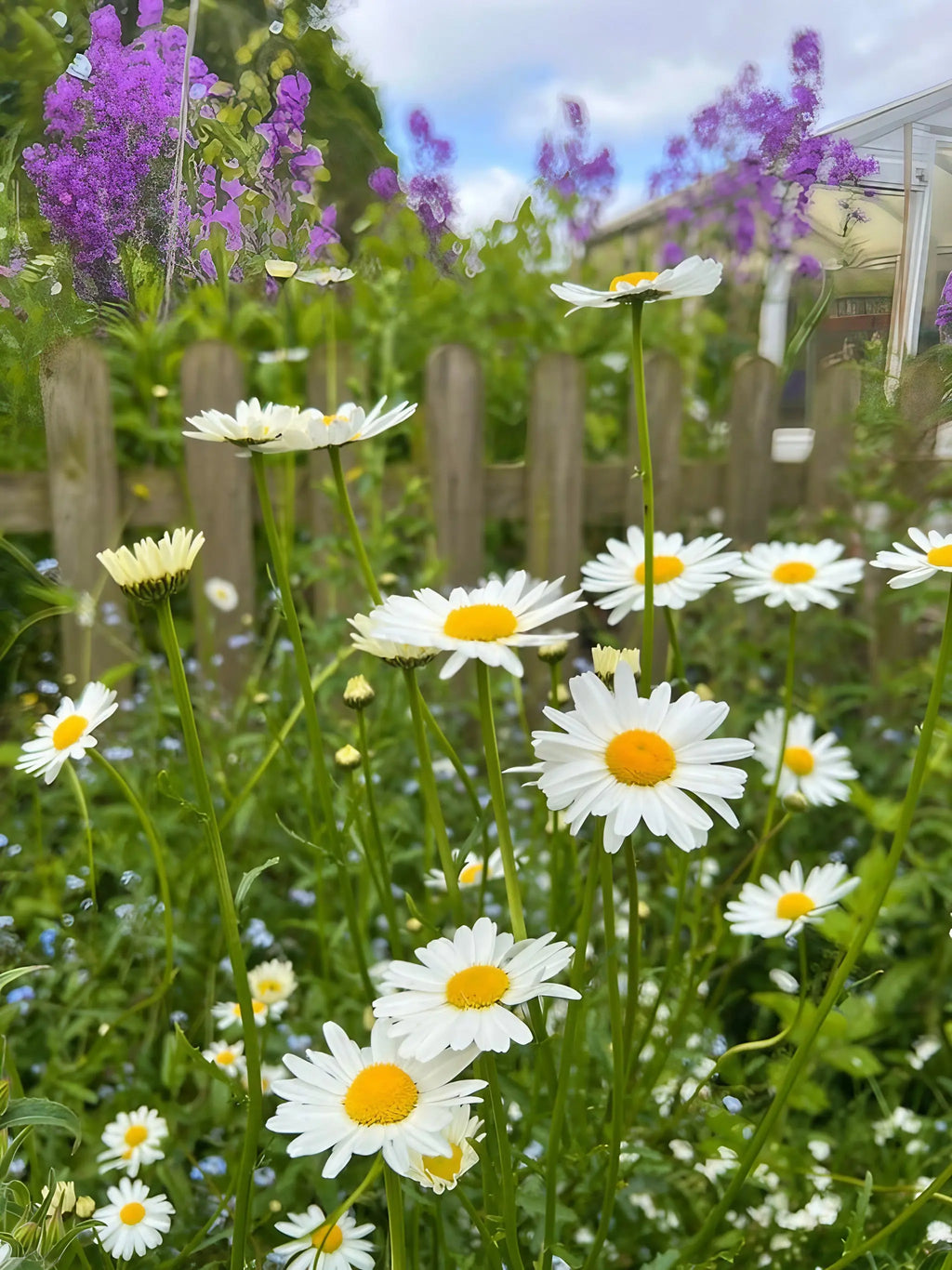 Oxeye Daisy by Bishy Barnabees Cottage Garden shows classic white wildflowers blossoming among green stems and purple blooms, thriving beside a wooden fence and house—evoking the essence of rewilding beneath a partly cloudy sky.
