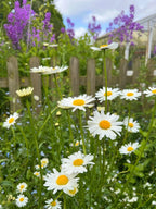 Oxeye Daisy by Bishy Barnabees Cottage Garden shows classic white wildflowers blossoming among green stems and purple blooms, thriving beside a wooden fence and house—evoking the essence of rewilding beneath a partly cloudy sky.