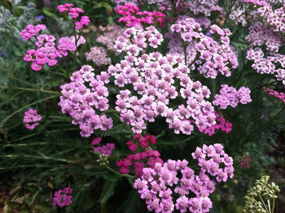 Achillea Millefolium Pastel Mixed displaying its variety of pink and white blooms in a natural garden setting