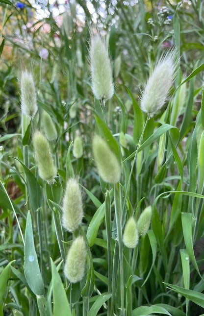 Bunny Tails Lagurus Ovatus, showcasing fluffy green blooms on slender stems in a sunny garden setting.
