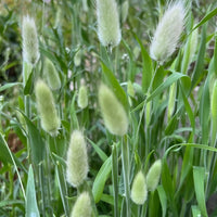 Close-up of Bunny Tails - Lagurus Ovatus by Bishy Barnabees Cottage Garden Ltd, showing green ornamental grass with soft, fluffy white seed heads and long blades. The blurred background highlights its texture—ideal for sensory gardens.
