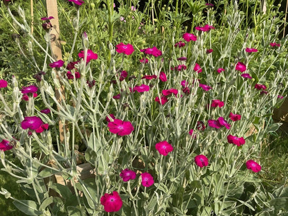 A cluster of Rose Campion flowers adding a pop of pink to the garden landscape