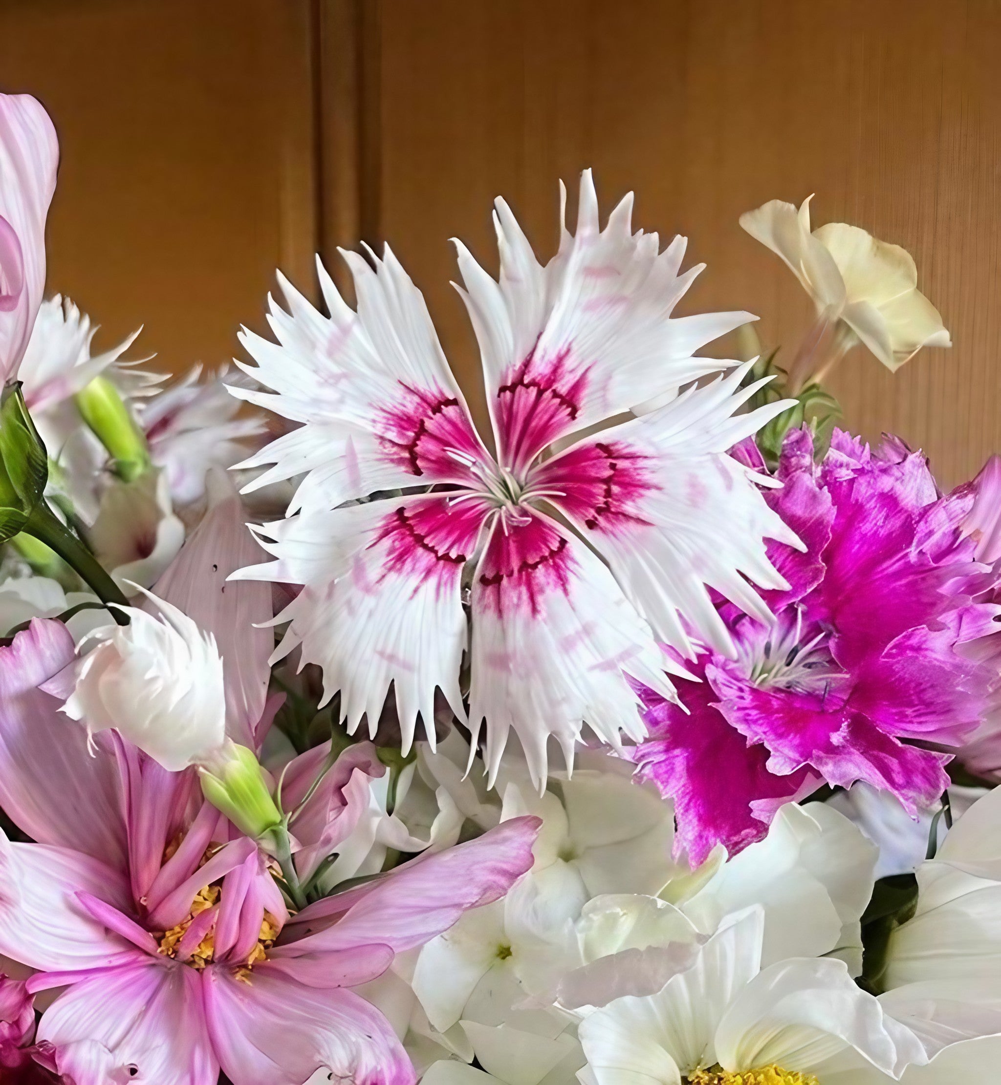 Dianthus Heddewegii Gaiety Single Mix flowers arranged in a vase