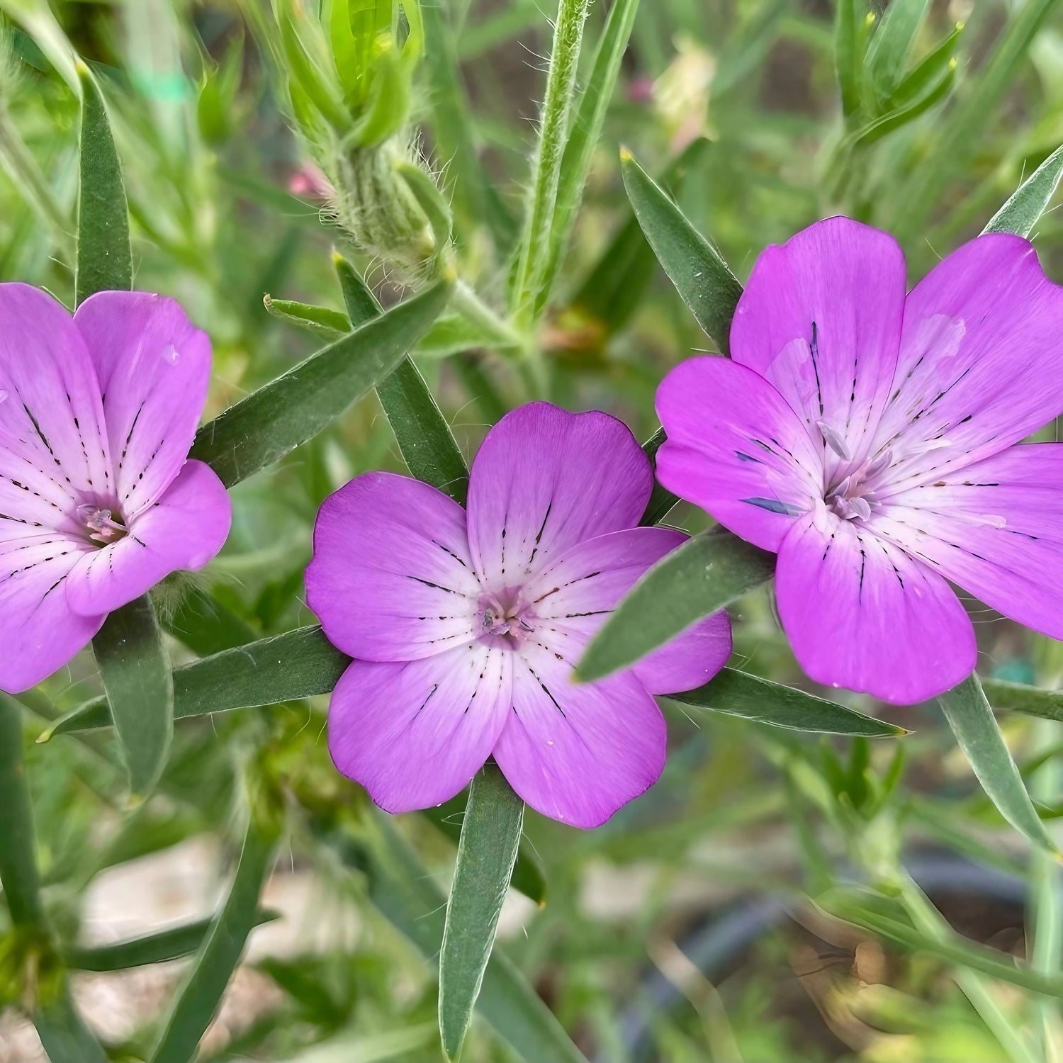 Trio of Corncockle flowers showcasing their beauty in a garden setting