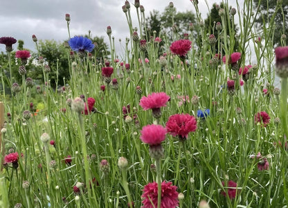 A cluster of Cornflower Red Boy flowers with red blooms against green foliage