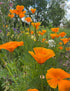 Field of Golden West California poppies under the bright sun