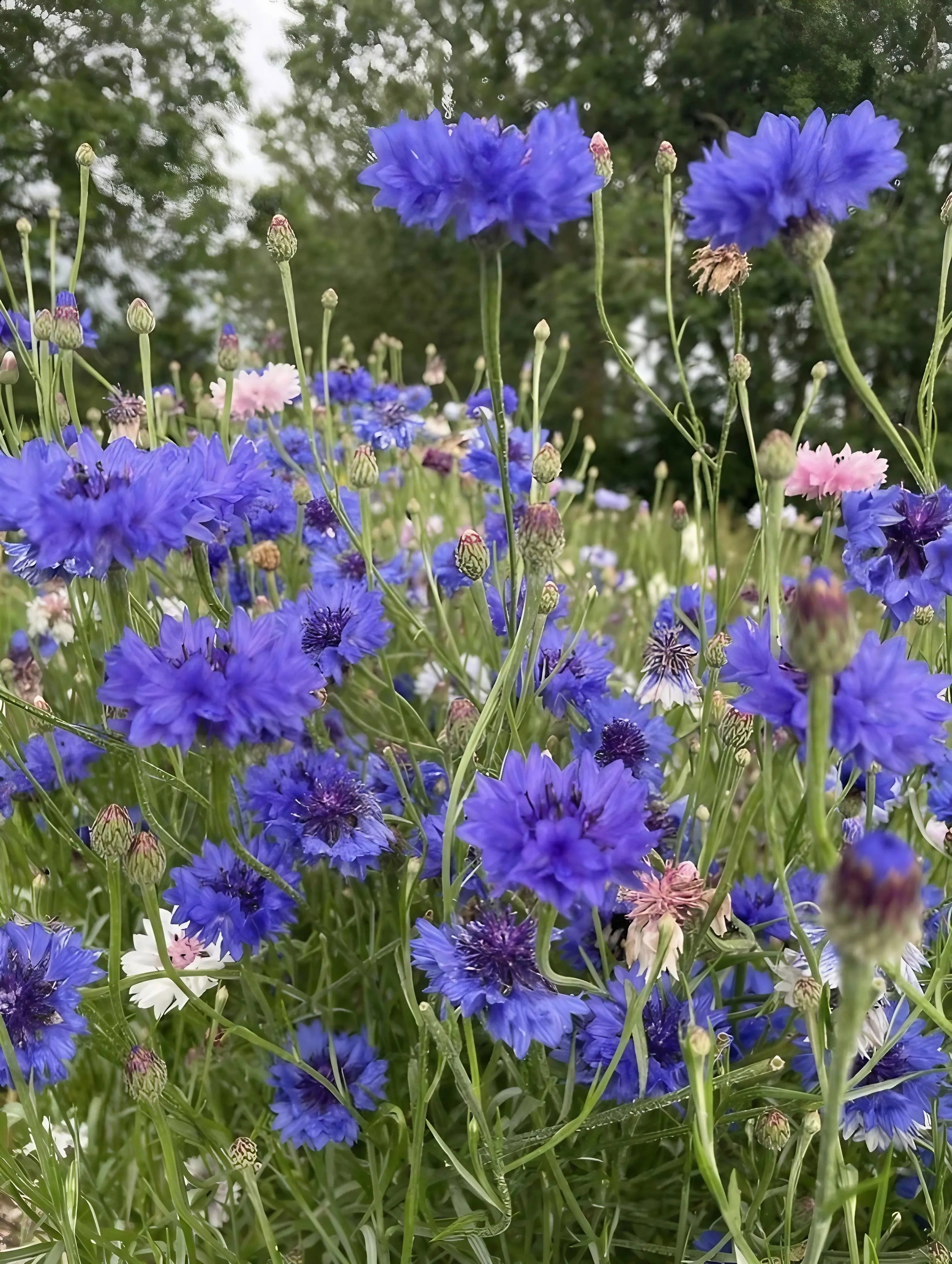 A cluster of vibrant blue blooms grown from Bishy Barnabees Cottage Garden Ltd’s Cornflower Blue Ball seeds, mixed with pale pink and white flowers—an ideal nectar source for bees amid lush greenery under an overcast sky.
