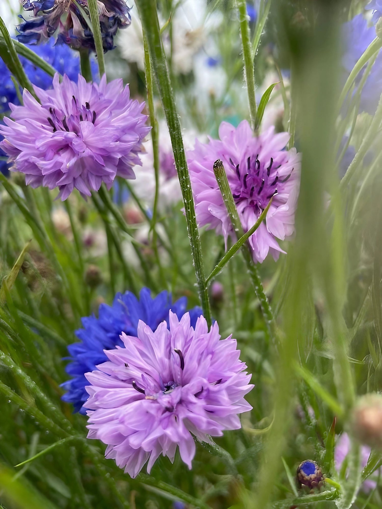 Close-up of the Cornflower Mauve Boy&