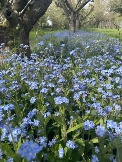 A dense patch of Bishy Barnabees Cottage Garden's Forget-me-not Blue flowers blooms beneath leafy trees in a sunlit garden, with more blossoms and green grass stretching into the background.