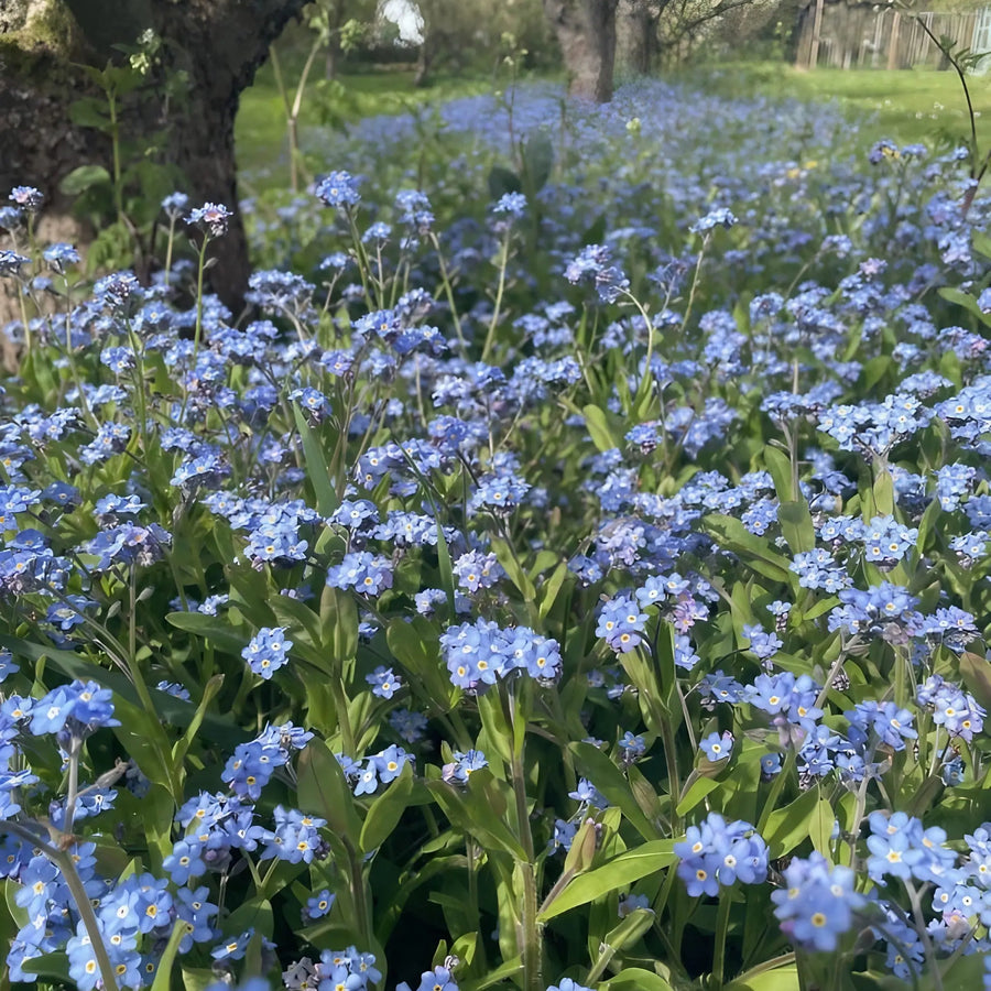 Forget-me-not Blue