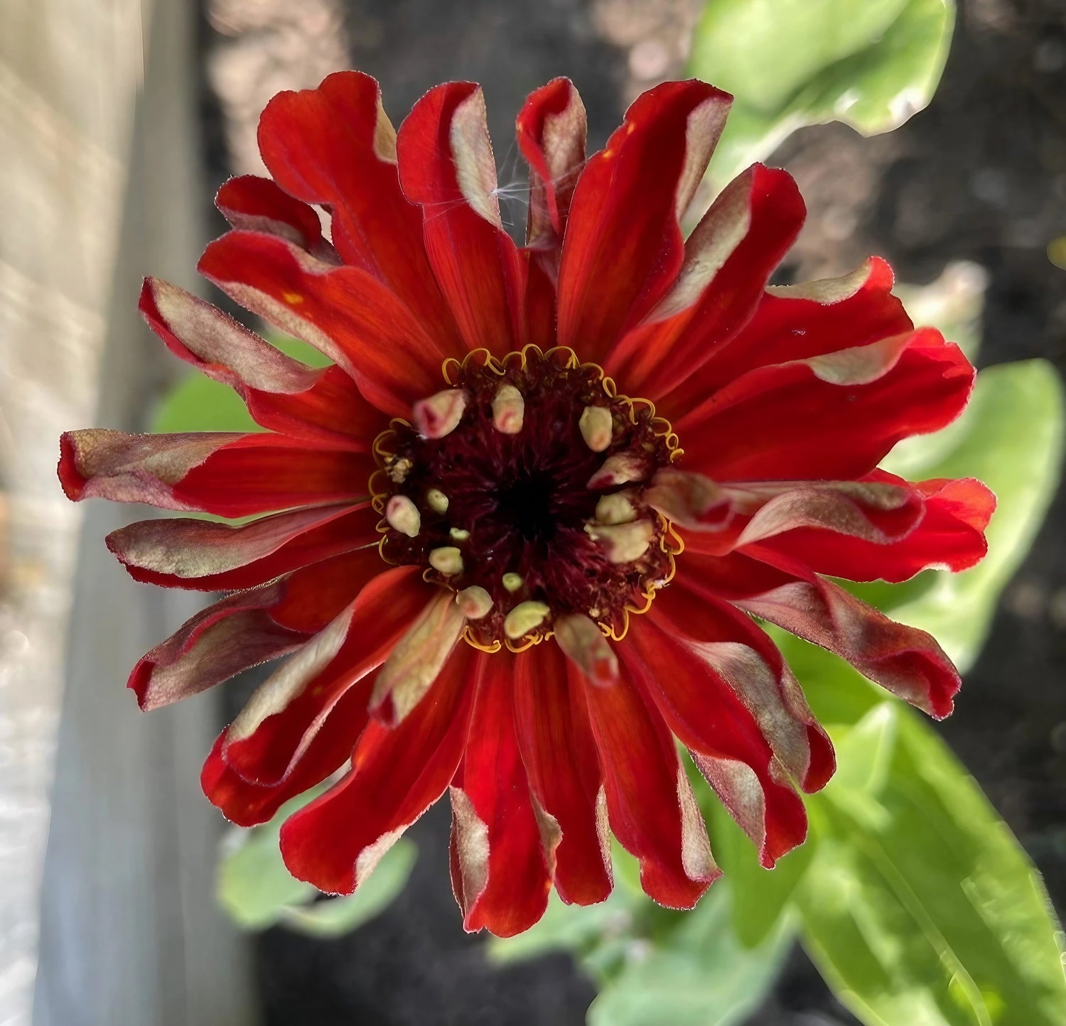 Unique Zinnia Giants of California bloom featuring red petals with distinctive white striping
