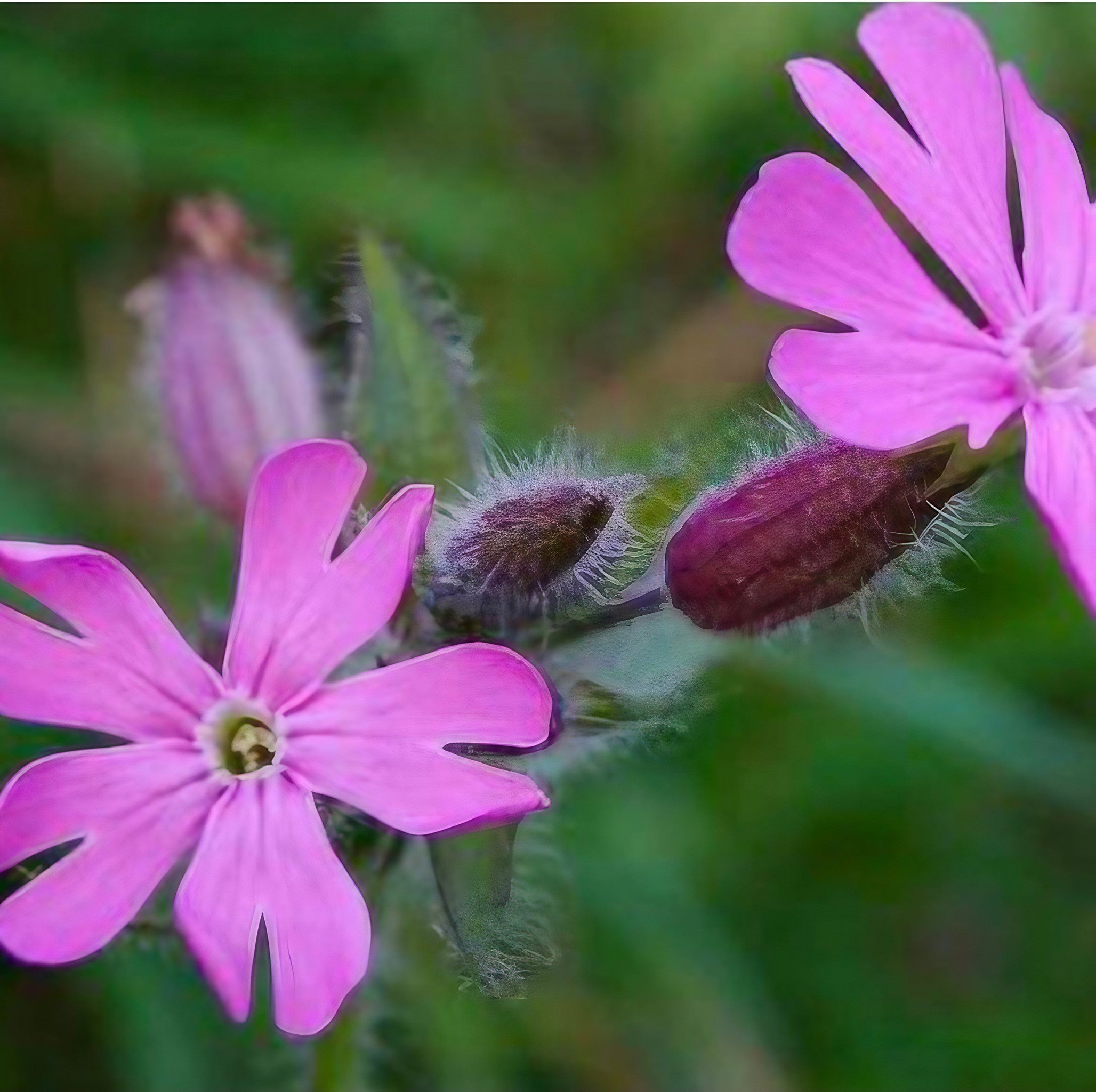 Pair of Red Campion blossoms amid green grass