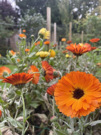 Close-up of vibrant orange and yellow Calendula Art Shades Mixed by Bishy Barnabees Cottage Garden Ltd, blooming amid green foliage in a garden with wooden posts and blurred trees in the background.
