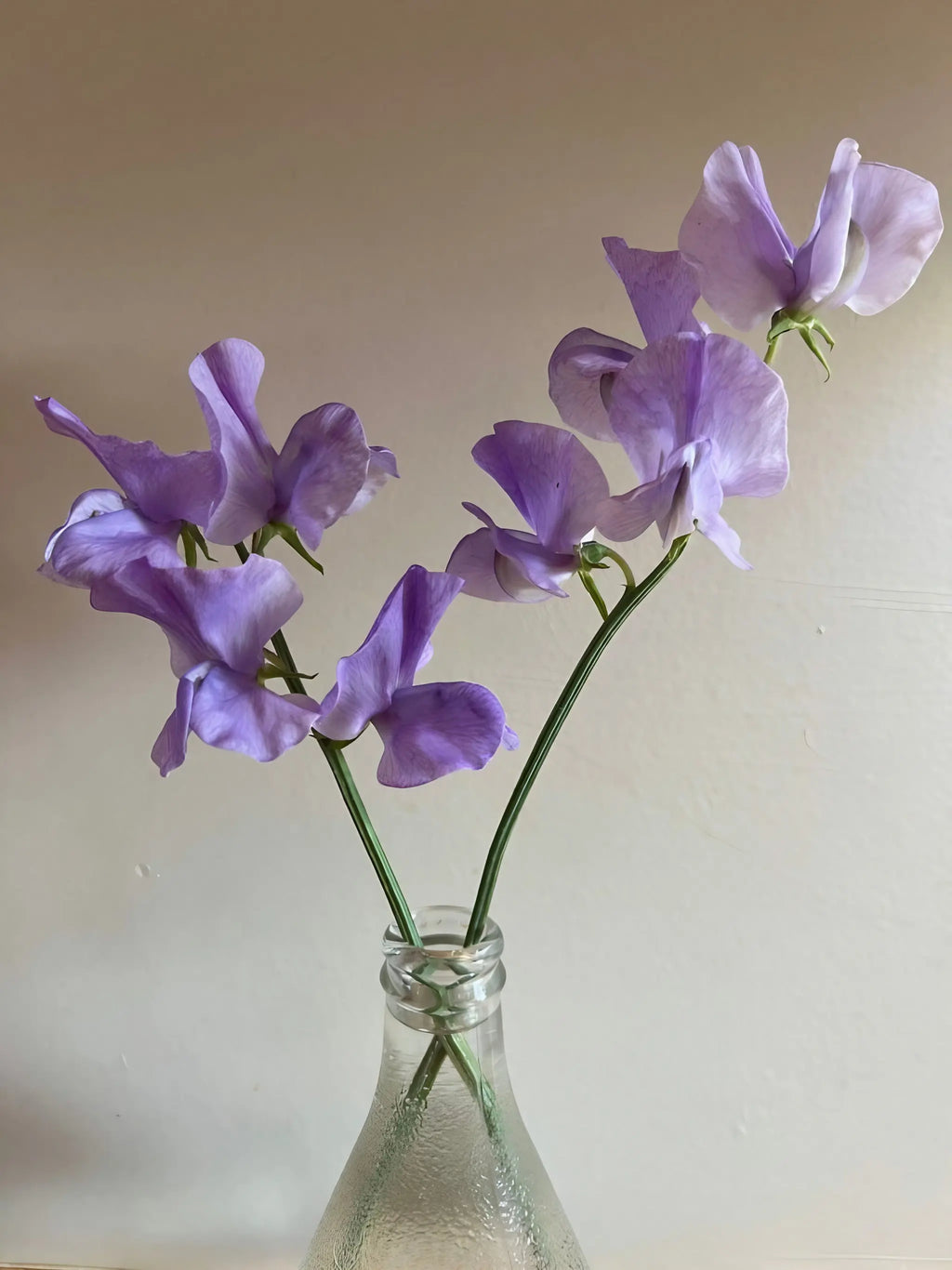 Three Sweet Pea Leamington blooms with ruffled lilac petals in a clear glass bottle
