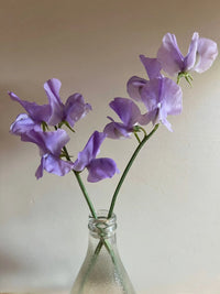 Three Sweet Pea Leamington blooms by Bishy Barnabees Cottage Garden, with delicate ruffled petals in lavender-lilac shades, arranged in a clear glass bottle against a plain, light background.