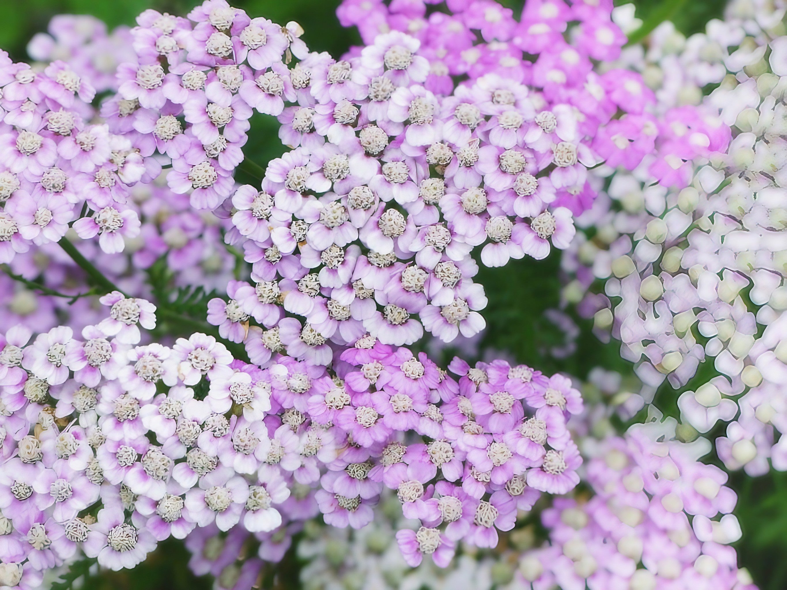 A collection of Achillea Millefolium Pastel Mixed flowers in shades of purple and white