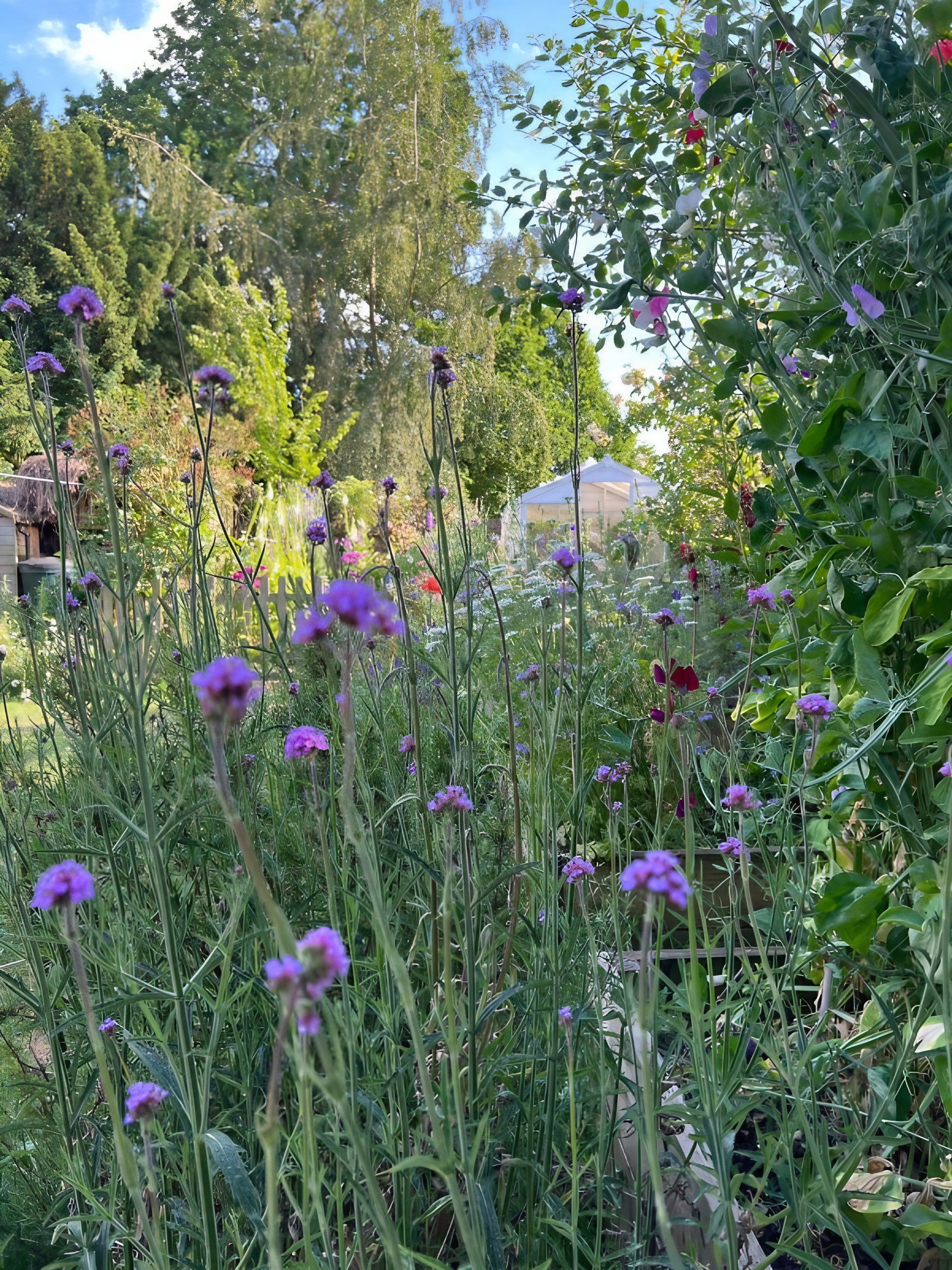 Verbena bonariensis flowers adding color to a garden beside a wooden fence