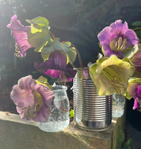 A tin can and a glass jar display Cobaea scandens Purple blooms from Bishy Barnabees Cottage Garden Ltd on a sunlit wooden ledge, creating a gentle, natural ambiance.