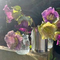 A tin can and a glass jar display Cobaea scandens Purple blooms from Bishy Barnabees Cottage Garden Ltd on a sunlit wooden ledge, creating a gentle, natural ambiance.