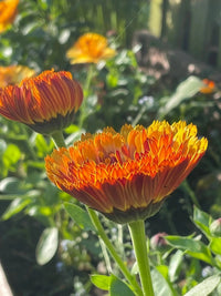 Close-up of a Calendula Touch of Red bloom by Bishy Barnabees Cottage Garden Ltd in sunlight, with blurred green leaves and other cottage garden flowers in the background.