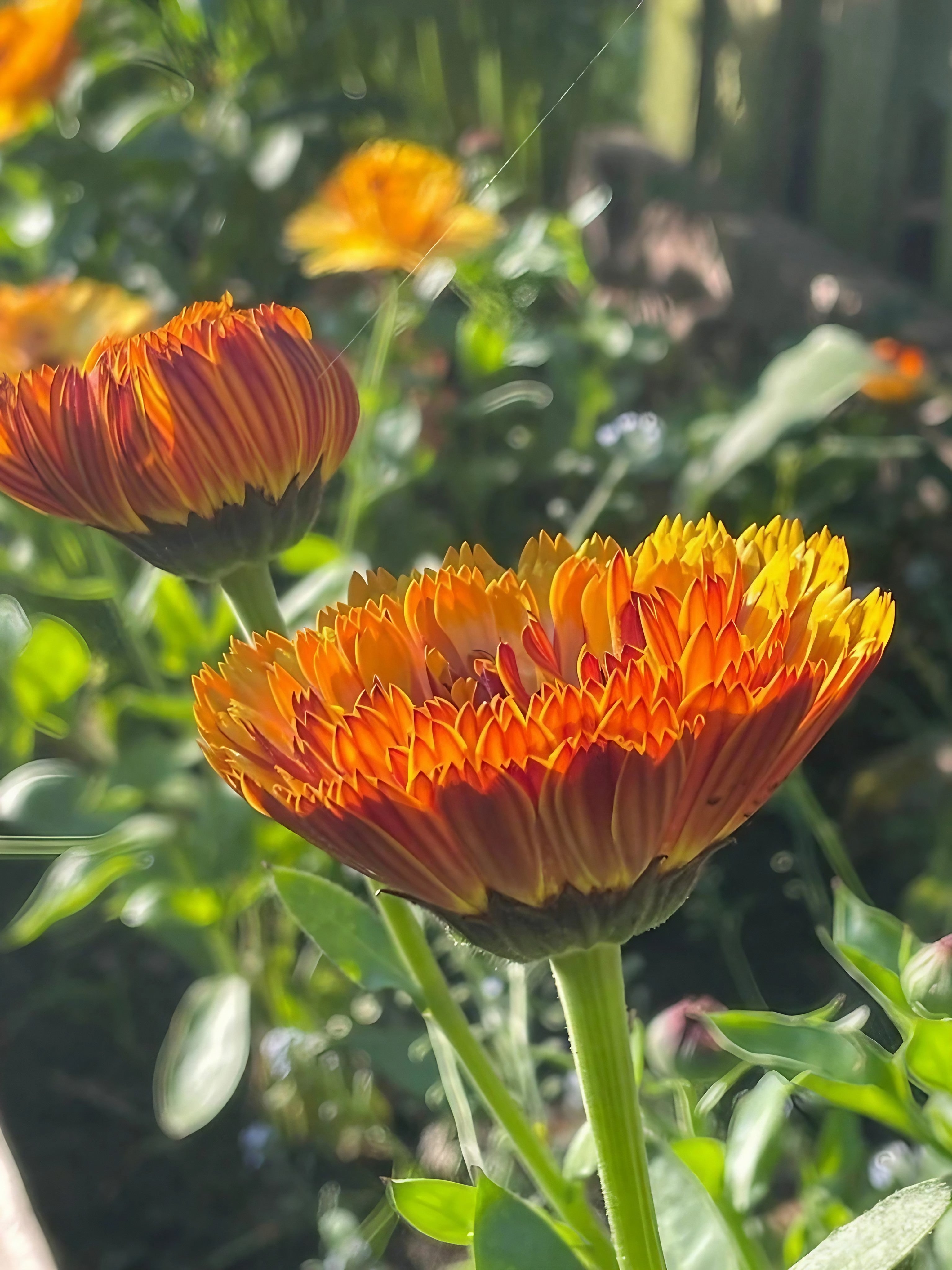 Cluster of Calendula Touch of Red flowers in a natural setting