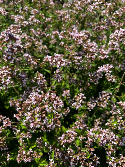 Vibrant Sweet Marjoram flowers in full bloom, showcasing delicate pinkish-white petals and lush green foliage.