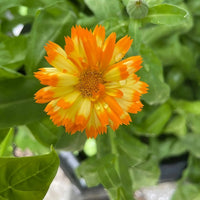 The Calendula Oopsy Daisy by Bishy Barnabees Cottage Garden Ltd features vibrant orange and yellow dwarf blooms with pointed petals and striking patterns, set against lush green leaves and viewed from above.