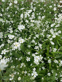 Gypsophila Covent Garden by Bishy Barnabees Cottage Garden features dense clusters of small white annual flowers with green stems and leaves, creating a delicate, lush look—ideal for florist bouquets.
