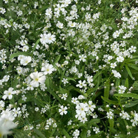 Gypsophila Covent Garden by Bishy Barnabees Cottage Garden features dense clusters of small white annual flowers with green stems and leaves, creating a delicate, lush look—ideal for florist bouquets.