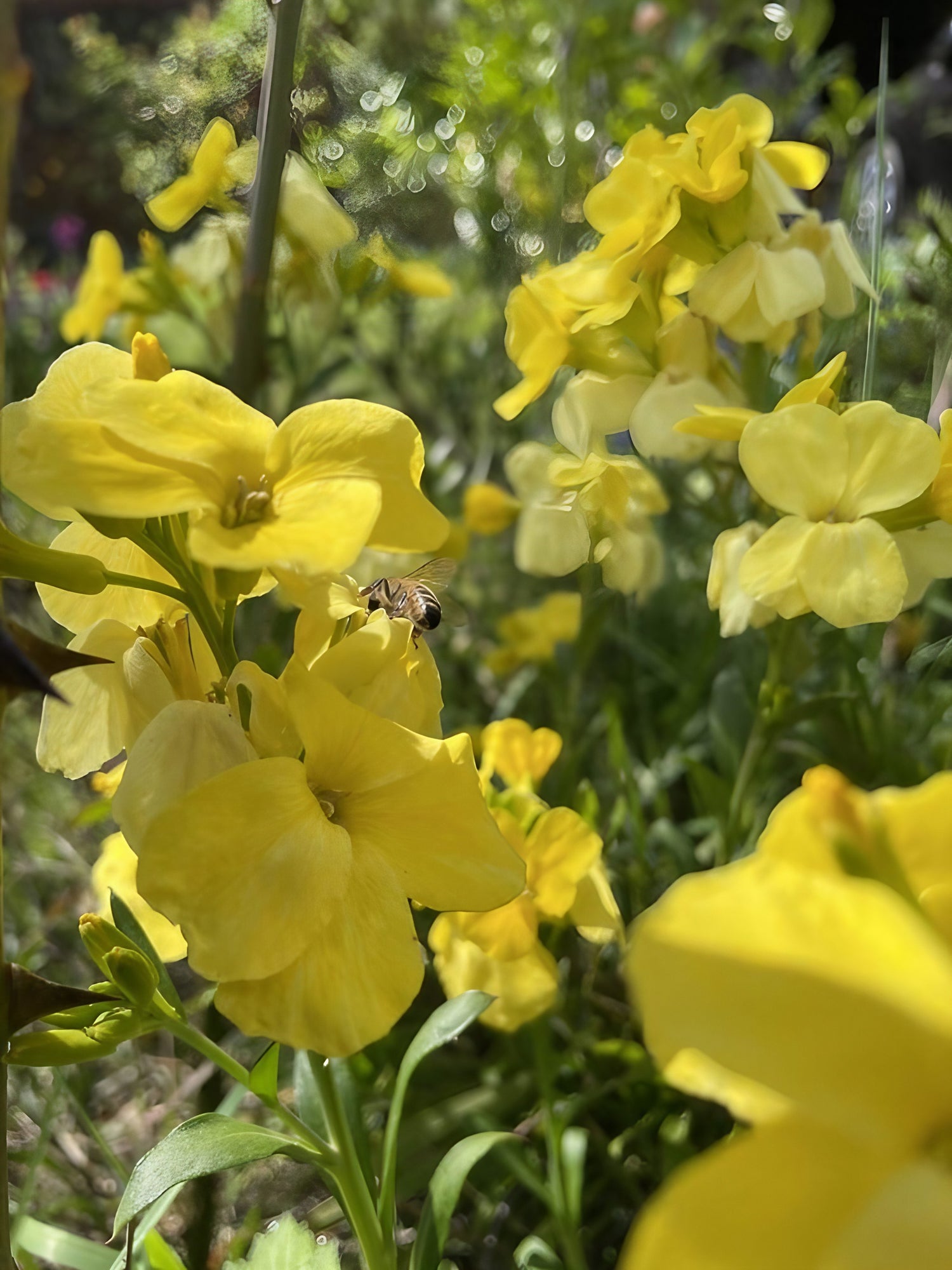 A bee pollinating the yellow blooms of the &