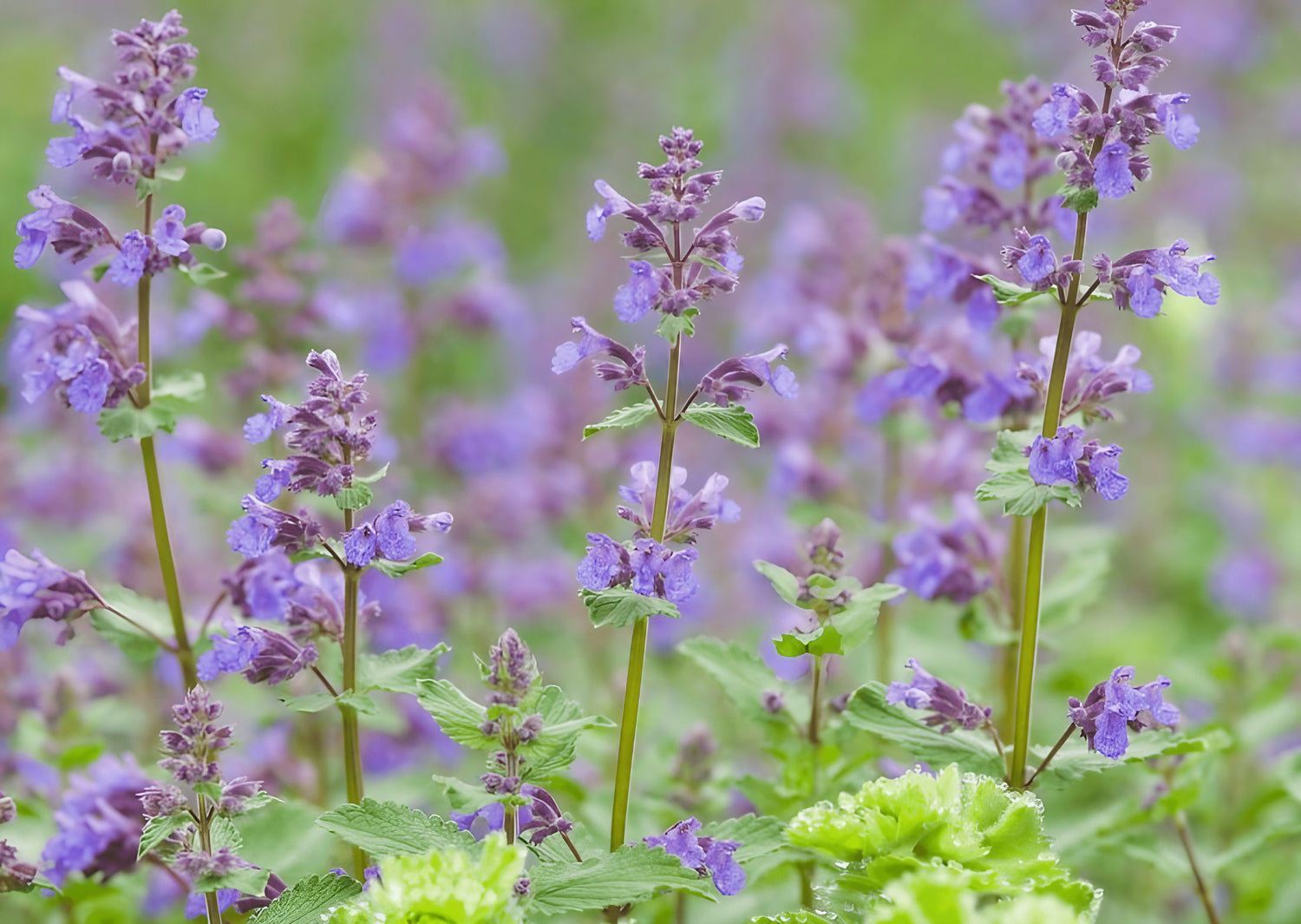 Nepeta Mussinii Catmint plant showcasing a spread of purple flowers and lush green foliage
