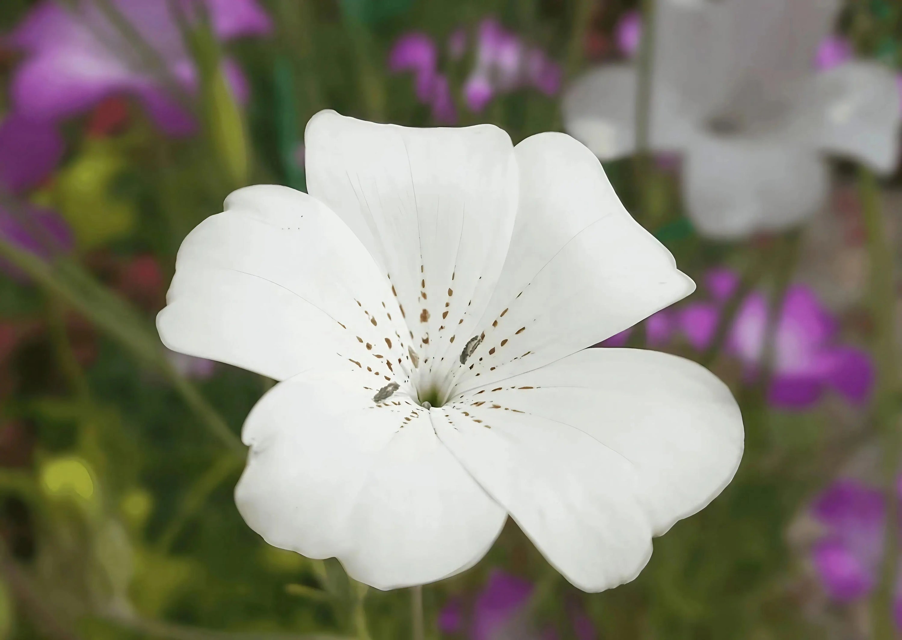 A close-up of a single white Corncockle Bianca flower by Bishy Barnabees Cottage Garden Ltd, featuring delicate petals with small brown speckles, set against a blurred green and purple floral background.