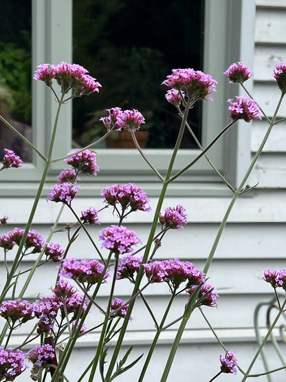 Tall Verbena bonariensis plants in front of a residential facade