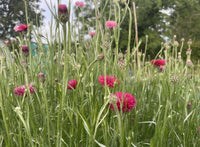 Cornflower Red Boy by Bishy Barnabees Cottage Garden Ltd features pink wildflowers with round, fluffy carmine-pink petals growing among tall green grass. Closed buds appear nearby, with blurred trees and a cloudy sky in the background for a natural vibe.
