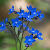 Experience vibrant blue, five-petaled flowers from The Winter Seed Sowing Flower Box by Bishy Barnabees Cottage Garden—ideal for winter sowing or seed stratification to ensure healthy blooms next season.