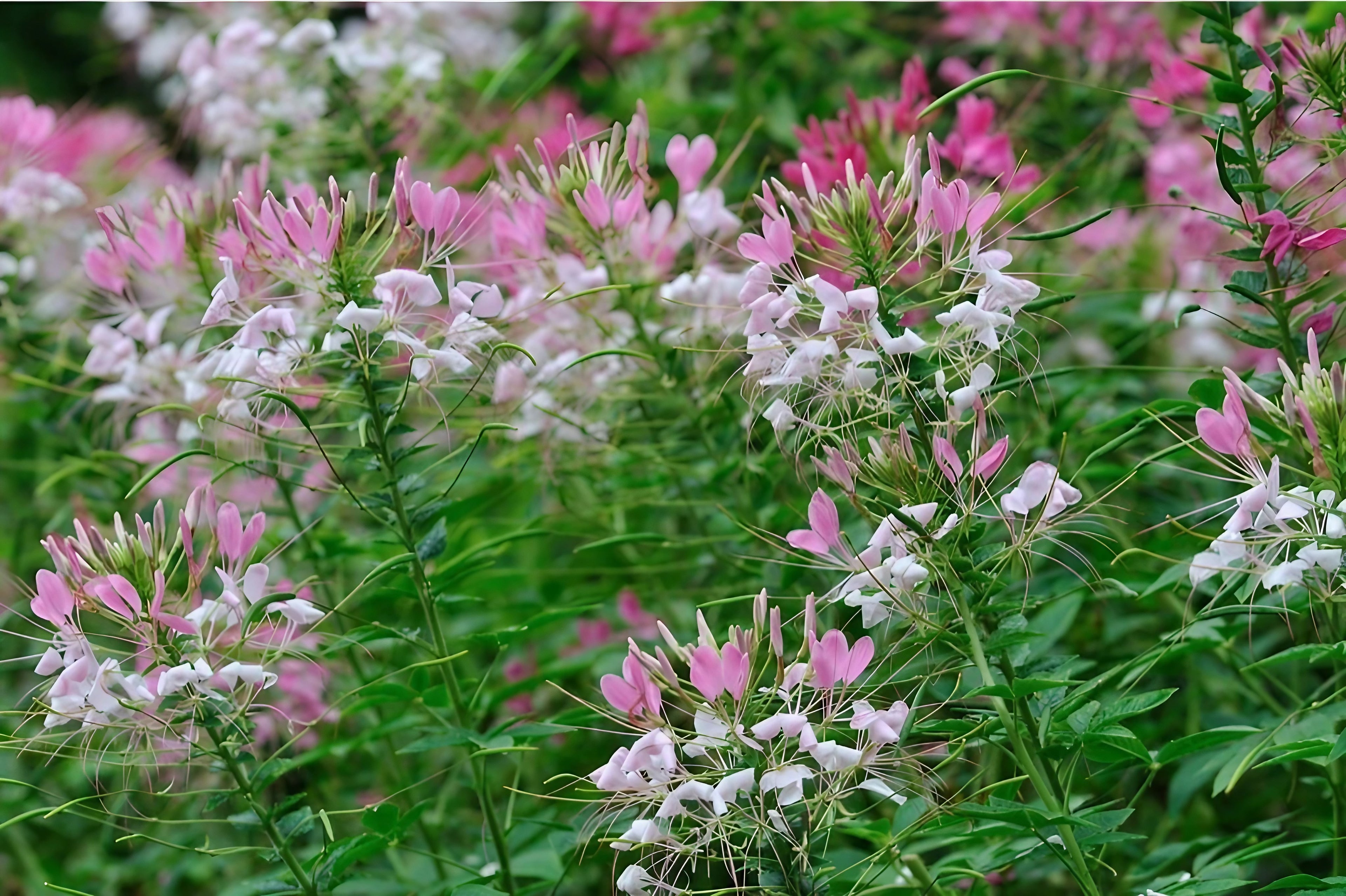 A vibrant cluster of Cleome Pink Queen flowers blooming in a garden