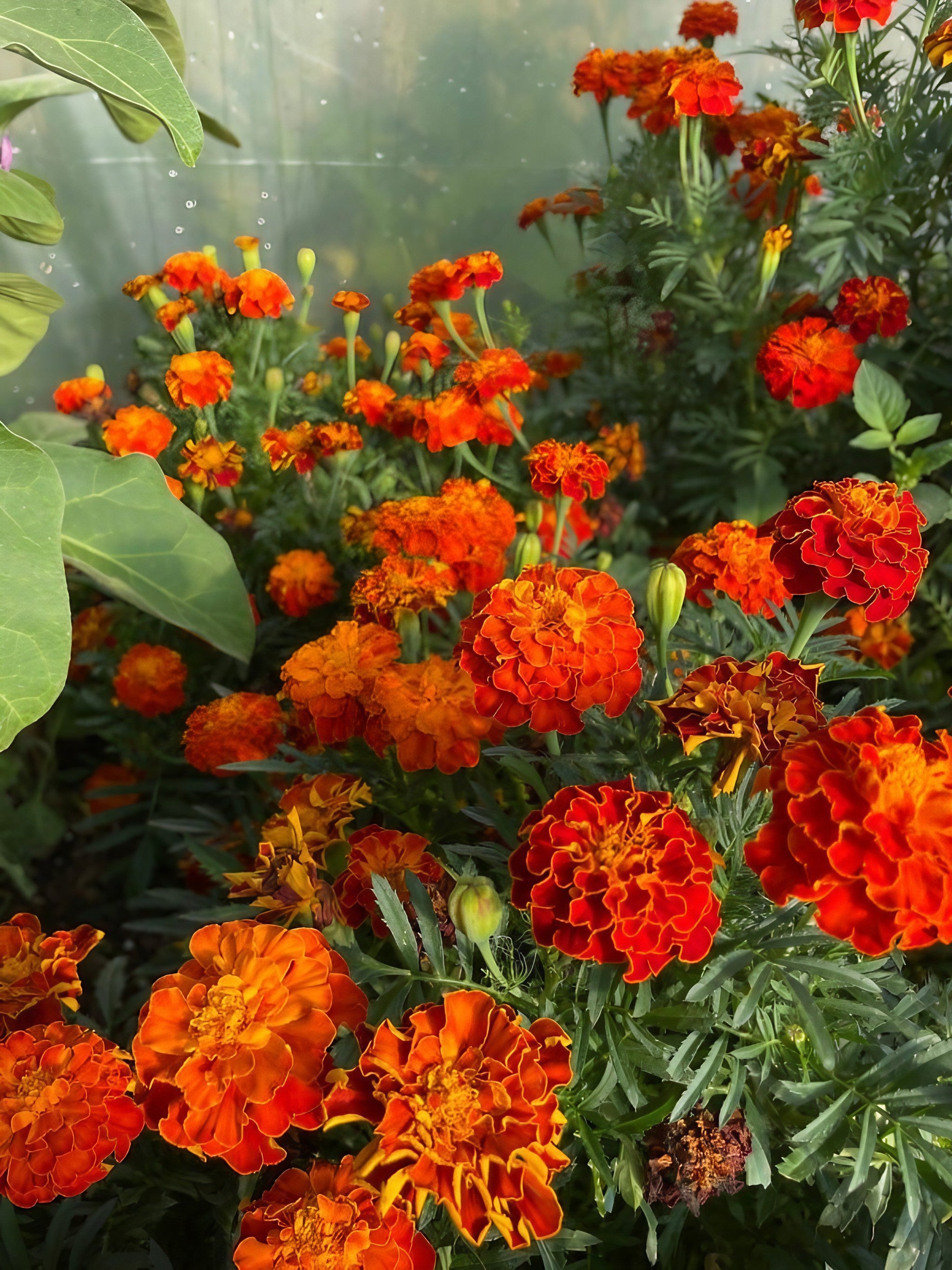 Close-up of French Marigold Red Cherry flowers with a mix of orange and yellow petals