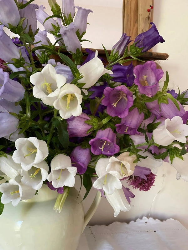 A close-up of Canterbury Bells Crown Single Mixed by Bishy Barnabees Cottage Garden Ltd, featuring bell-shaped blossoms in white, light purple, and deep purple arranged in a white vase against a light background.